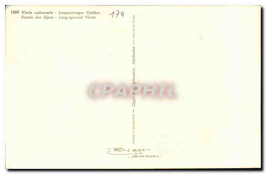 Fleurs Pensee des Alpes - Pansy - CPA  — Verso