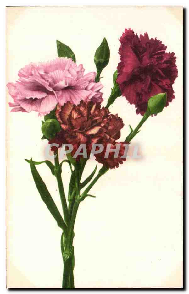 Fleurs Carnation - CPA 