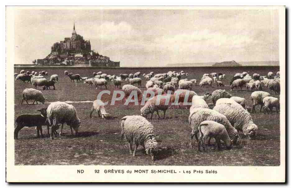 Le Mont Saint Michel - Les Pres Sales - Les Moutons - CPA 