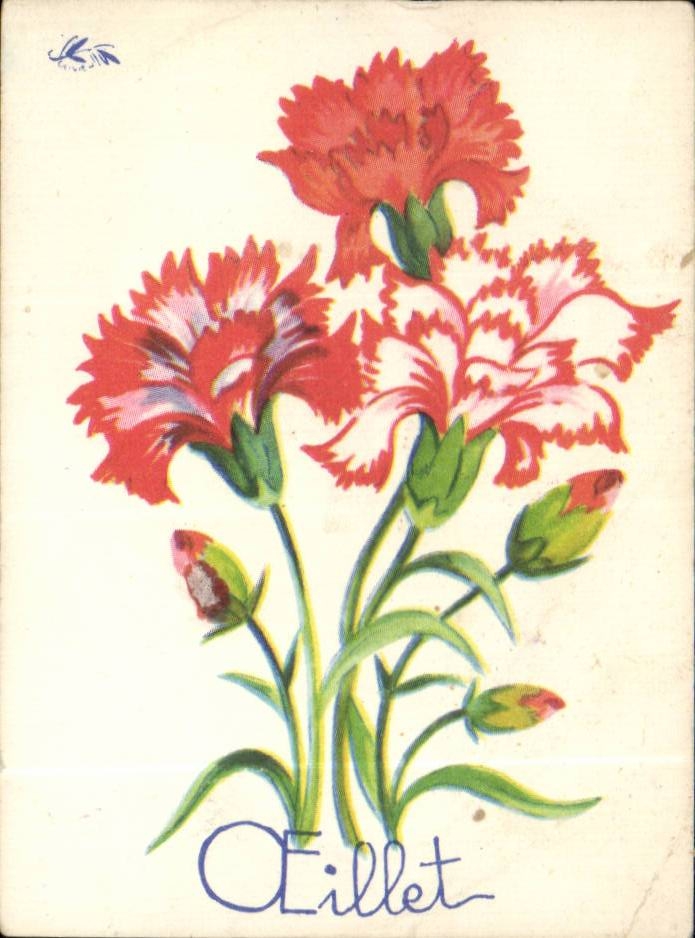 Fleurs Oeillet - Carnation - Image