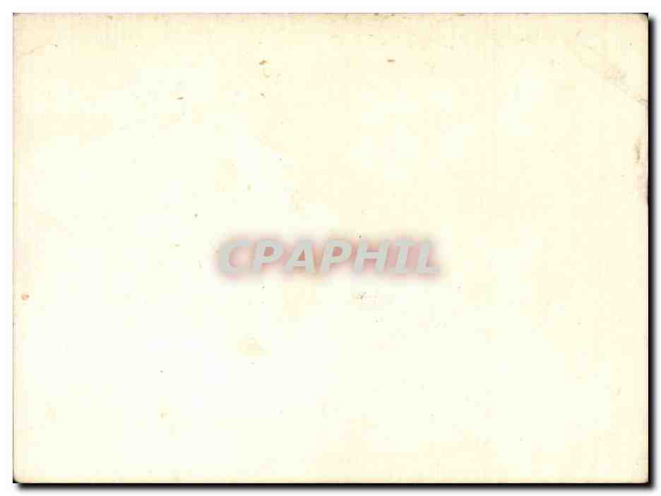 Fleurs Oeillet - Carnation - Image — Verso