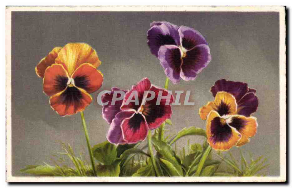 Fleurs Pensee - Pansy - CPA 