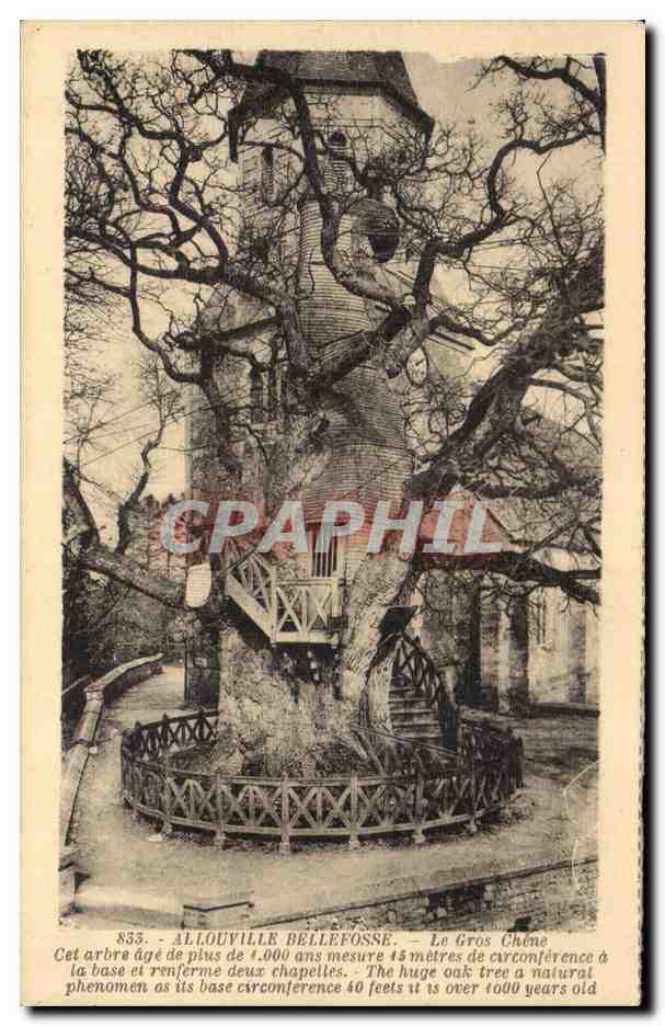 Allouville Bellefosse - Le Gros Chene Cet arbre de plus de 1000 ans Tree - CPA 