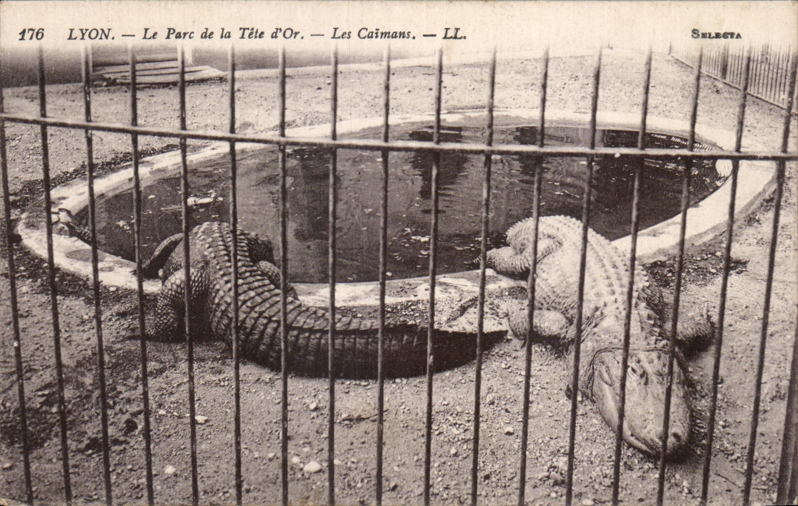 LYON — Le Parc de la Tête d'Or — Les Caïmans — Selecta