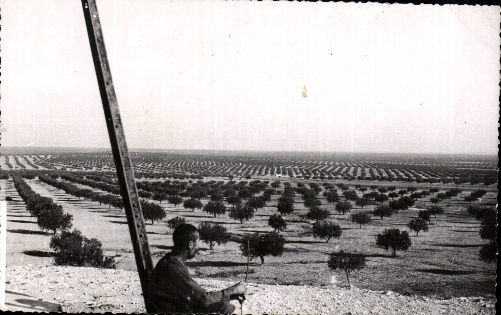 CPSM Tunisie Sfax La foret des oliviers