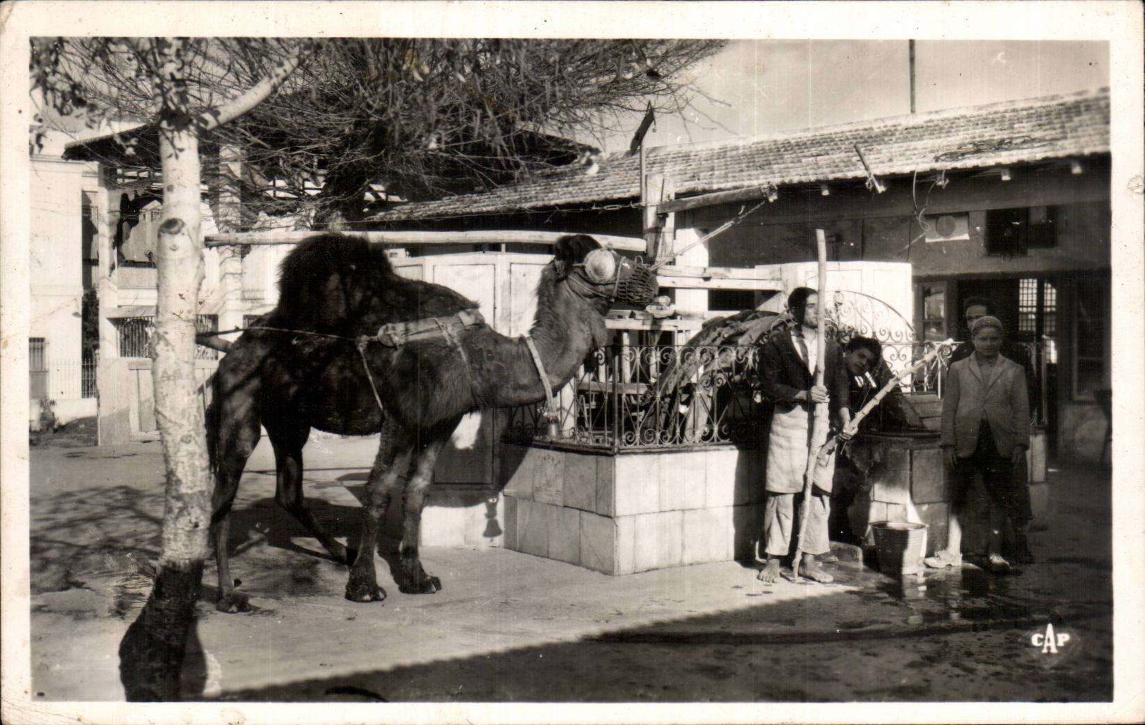 CPSM Tunisie La Marsa Le chameau de Saf Saf