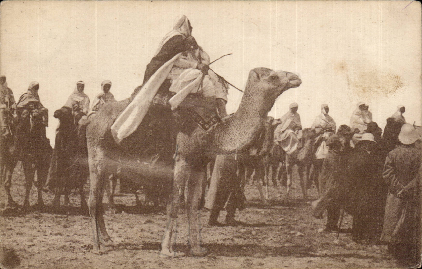 CPA Tunisie Scenes d Orient Cavalier indigene Chameau Camel