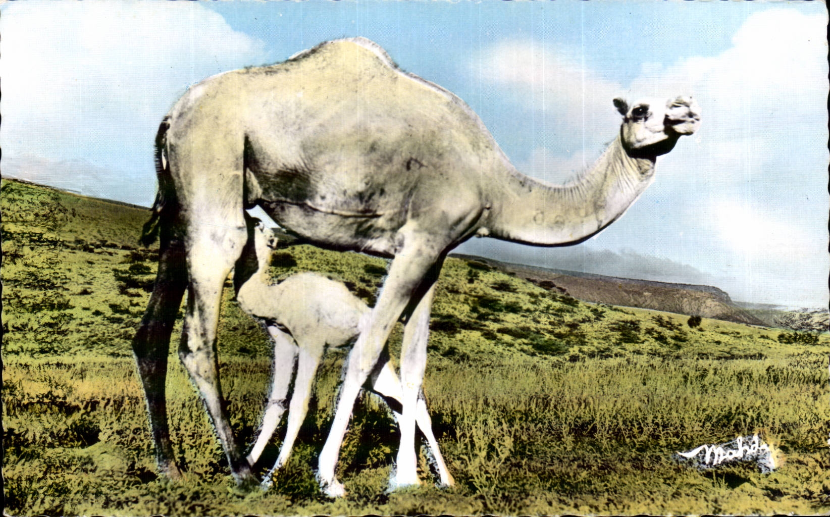 CPA Features of Somalia Battle ime Chameau Camel Somalie