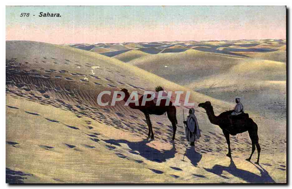 CPA Tunisie Sahara desert Chameau Camel 