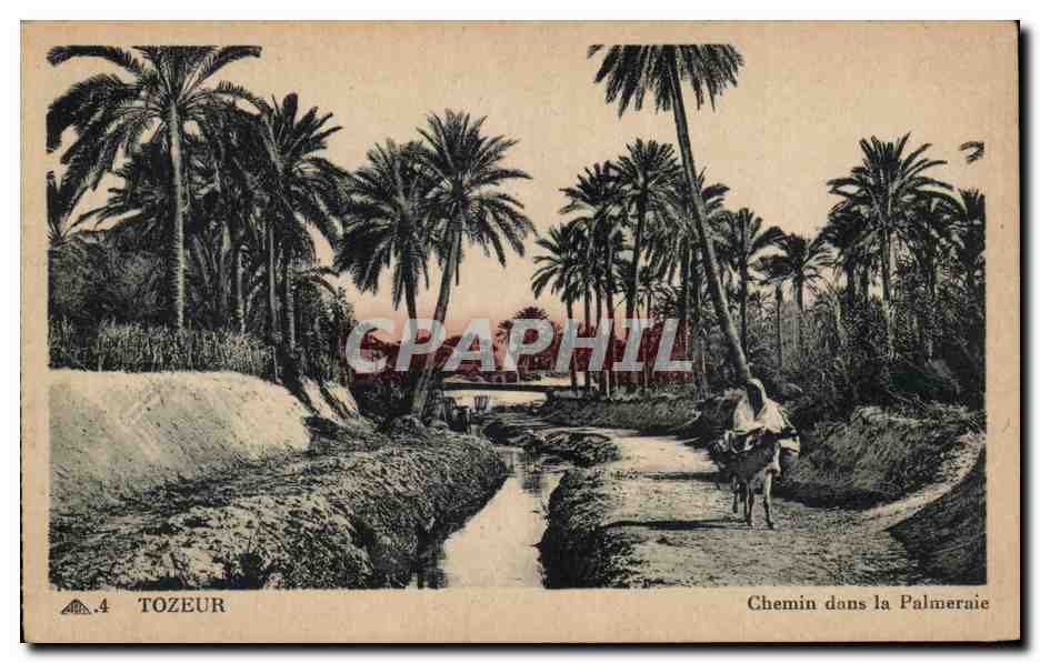 CPA Tunisie Tozeur Chemin dans la palmeraie