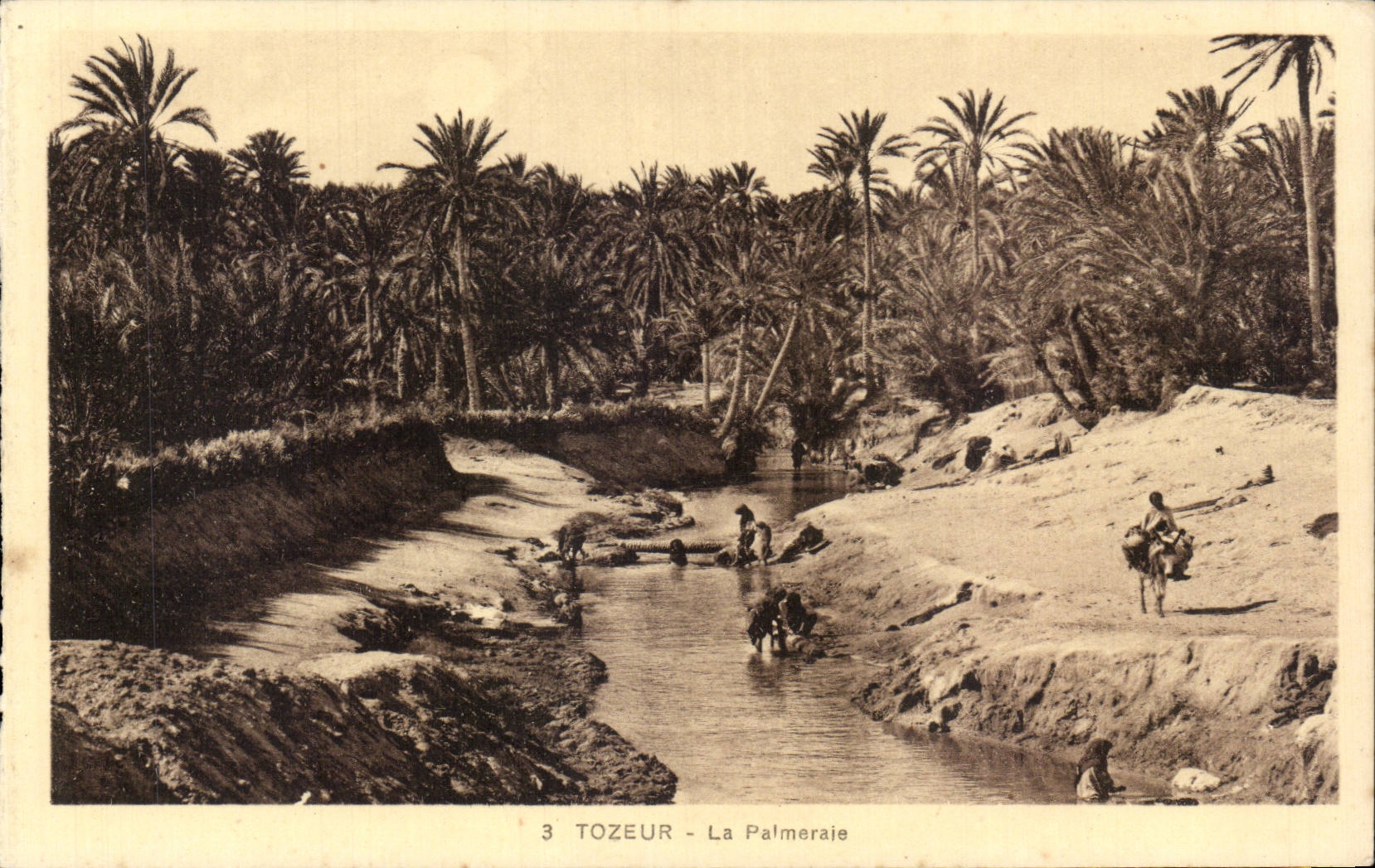 CPA Tunisie Tozeur La palmeraie