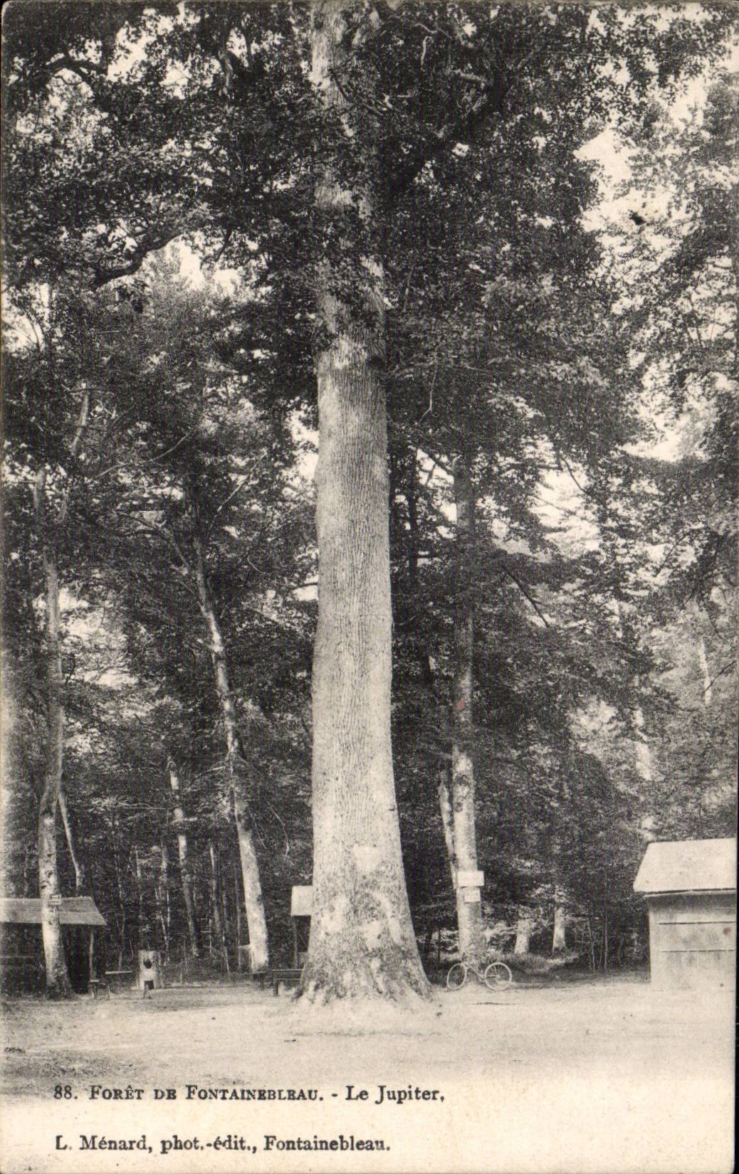 Forêt de Fontainebleau — Le Jupiter — L. Ménard, phot.-édit., Fontainebleau - Anverso