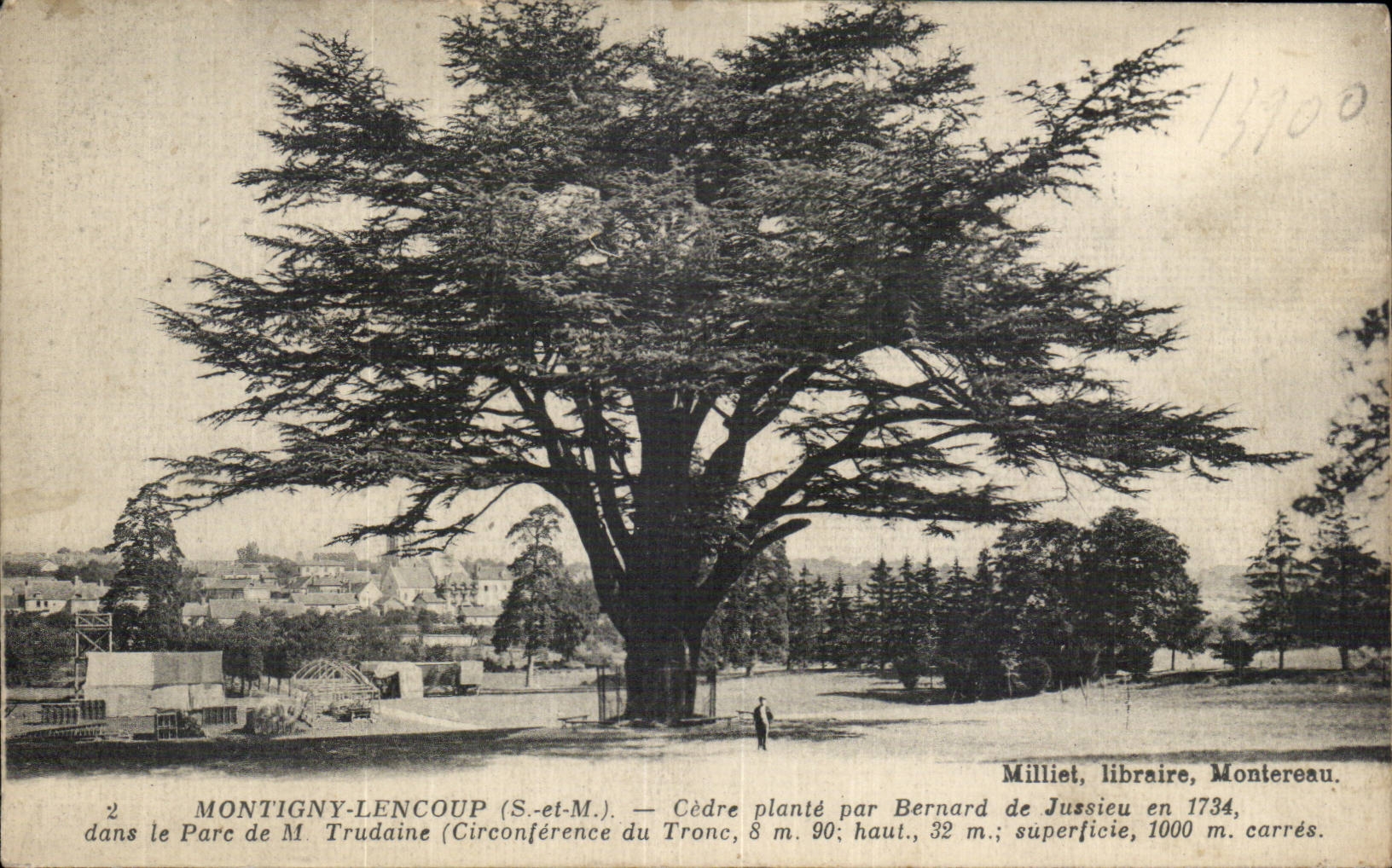 Cèdre dans le Parc de M. Trudaine — Montigny-lencoup (S.-et-M.) — Milliet, libraire, Montreveau