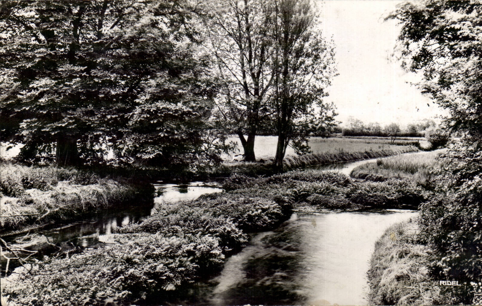CPSM Environs de Lillebonne Les marais de Radicatel