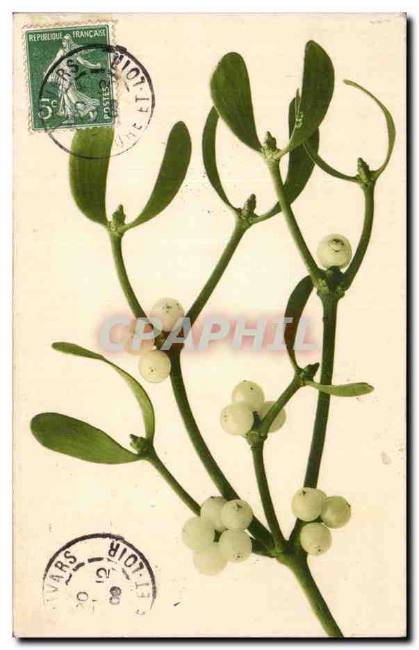 Fetes - Voeux - houx - holly - CPA 