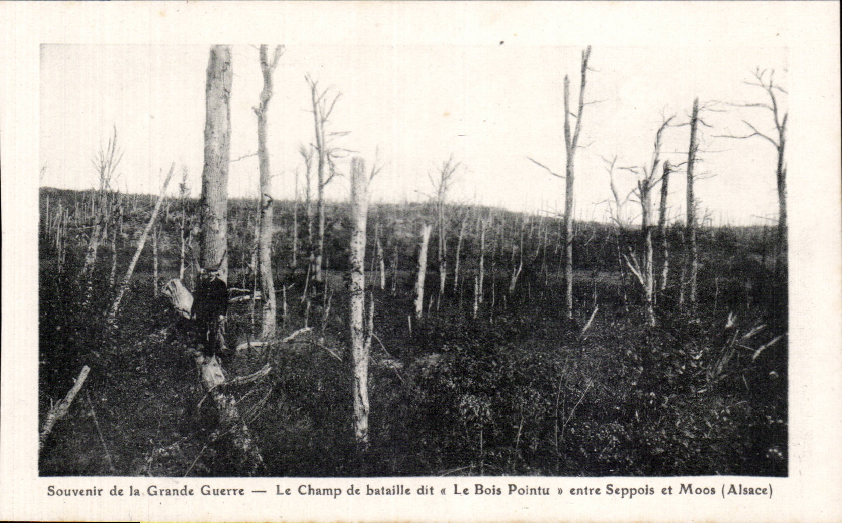 Entre Seppois et Moos - Souvenir de la Grande Guerre - Le Champ de Bataille dit Bois Pointu - CPA 