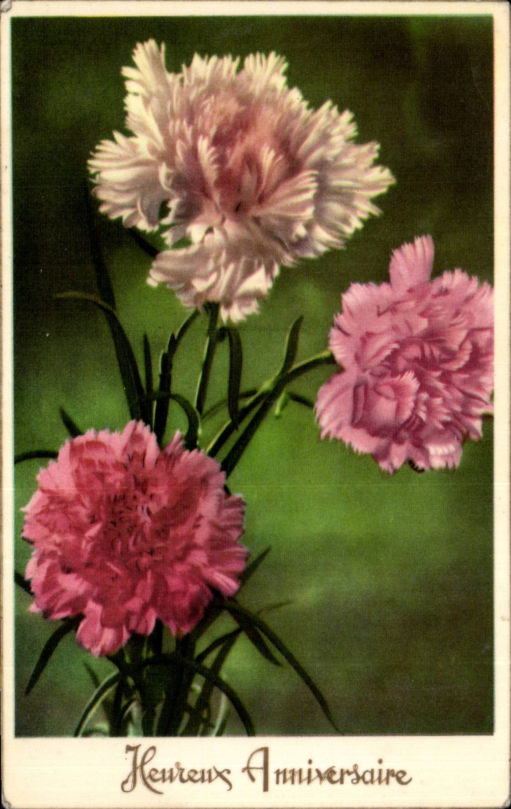 Fleurs Oeillet - Carnation - Heureux Anniversaire - CPA 