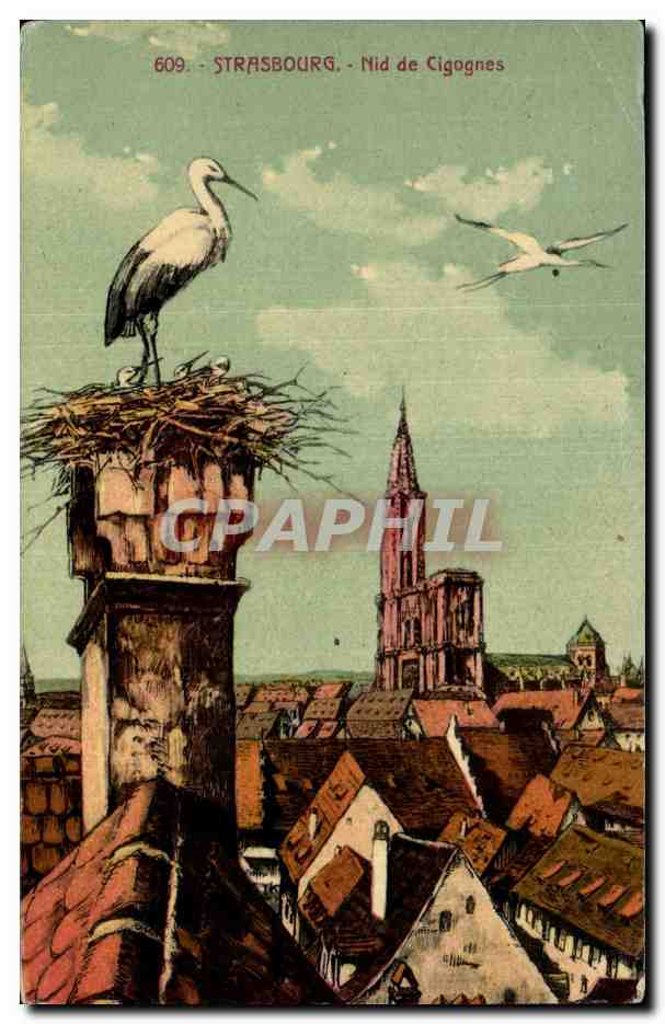 Strasbourg - Nid de Cigogne - oiseau - bird - CPA