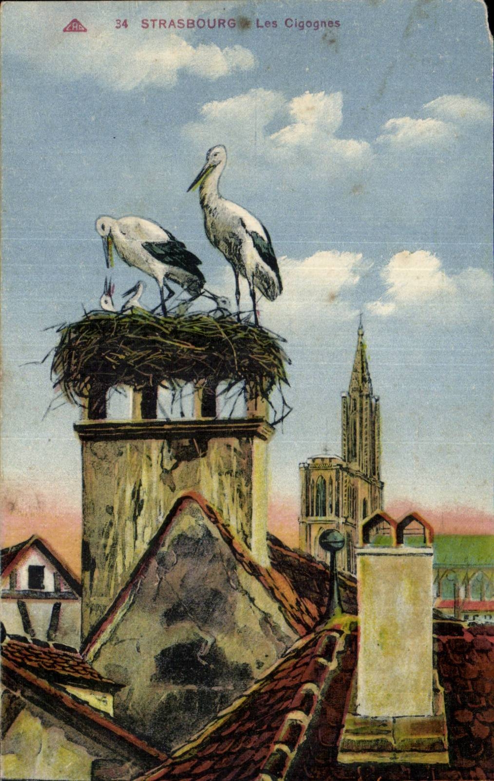 Strasbourg - Nid de Cigogne - oiseau - bird - CPA