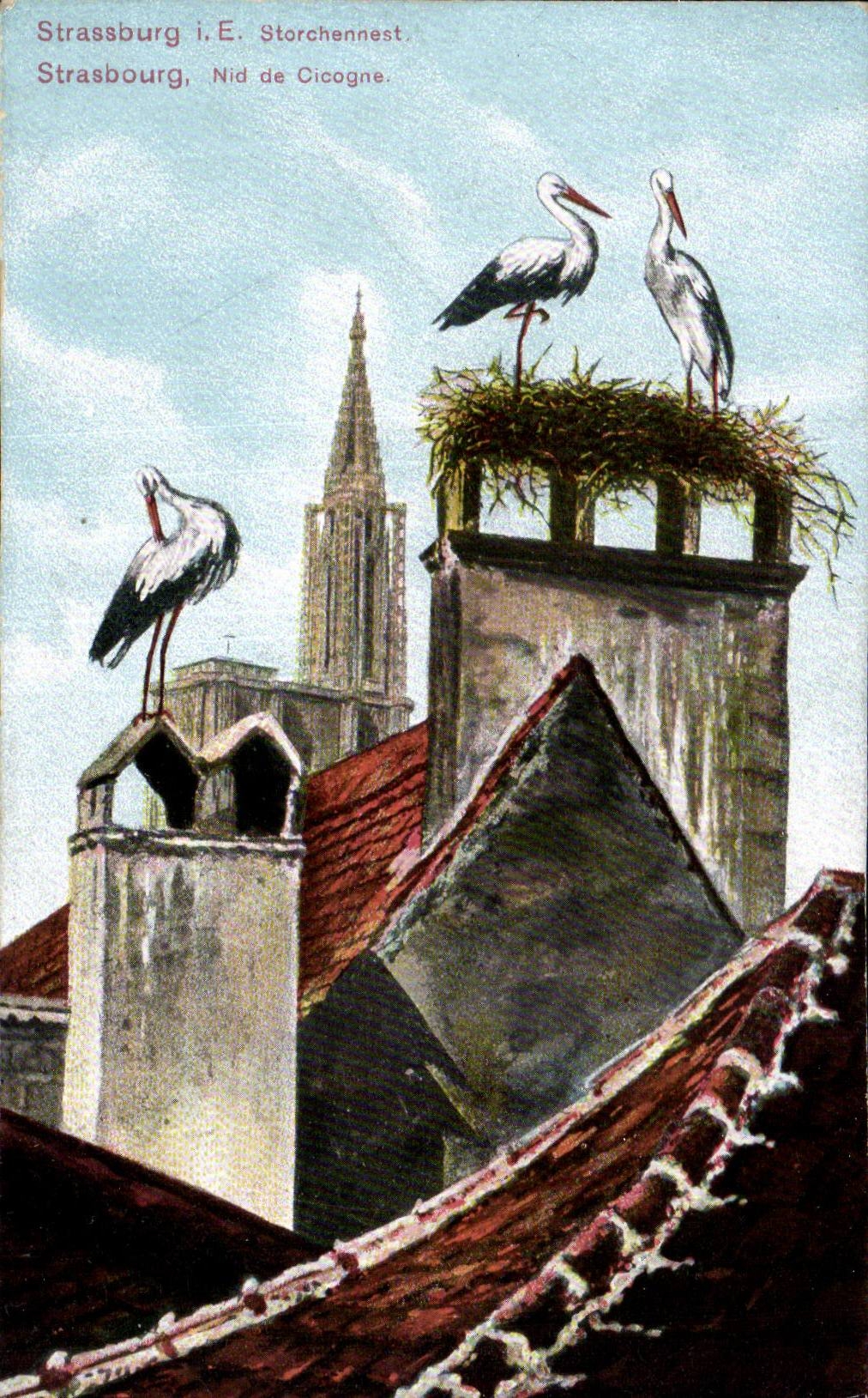 Strasbourg - Nid de Cigogne - Storchennest - oiseau - bird - CPA