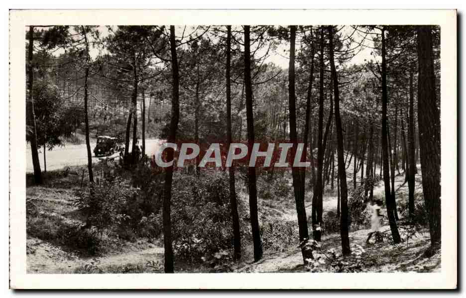 Saint-Jean-de-Monts (Vendée) — A nice corner of the forest — E. Charlaire, no. 9