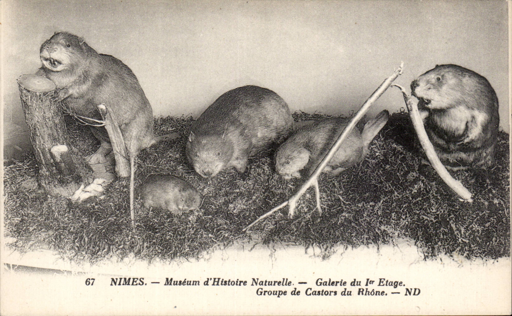 Nîmes — Muséum d'Histoire Naturelle — Groupe de Castors du Rhône — ND