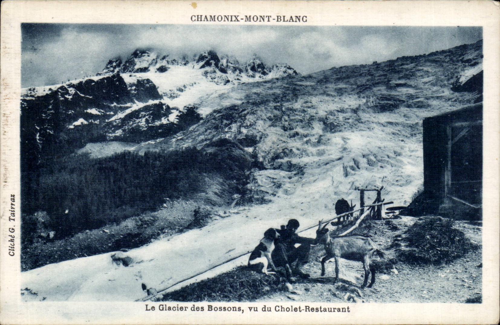 Chamonix - Vue Generale - Mont Blanc - chien - dog - chevre - goat - CPA 