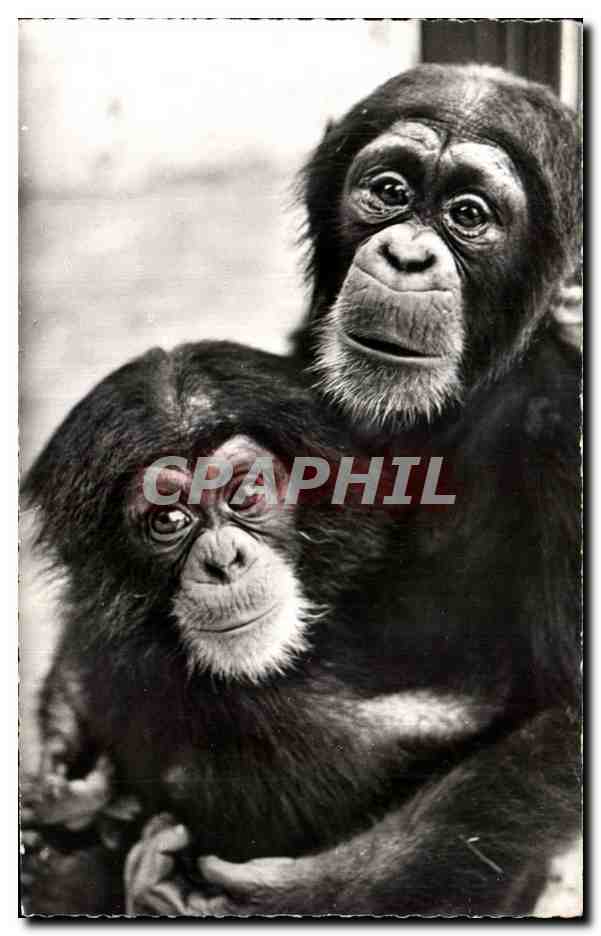 Animaux et Faune - Maman et bebe singe - mother and baby monkey - CPA 