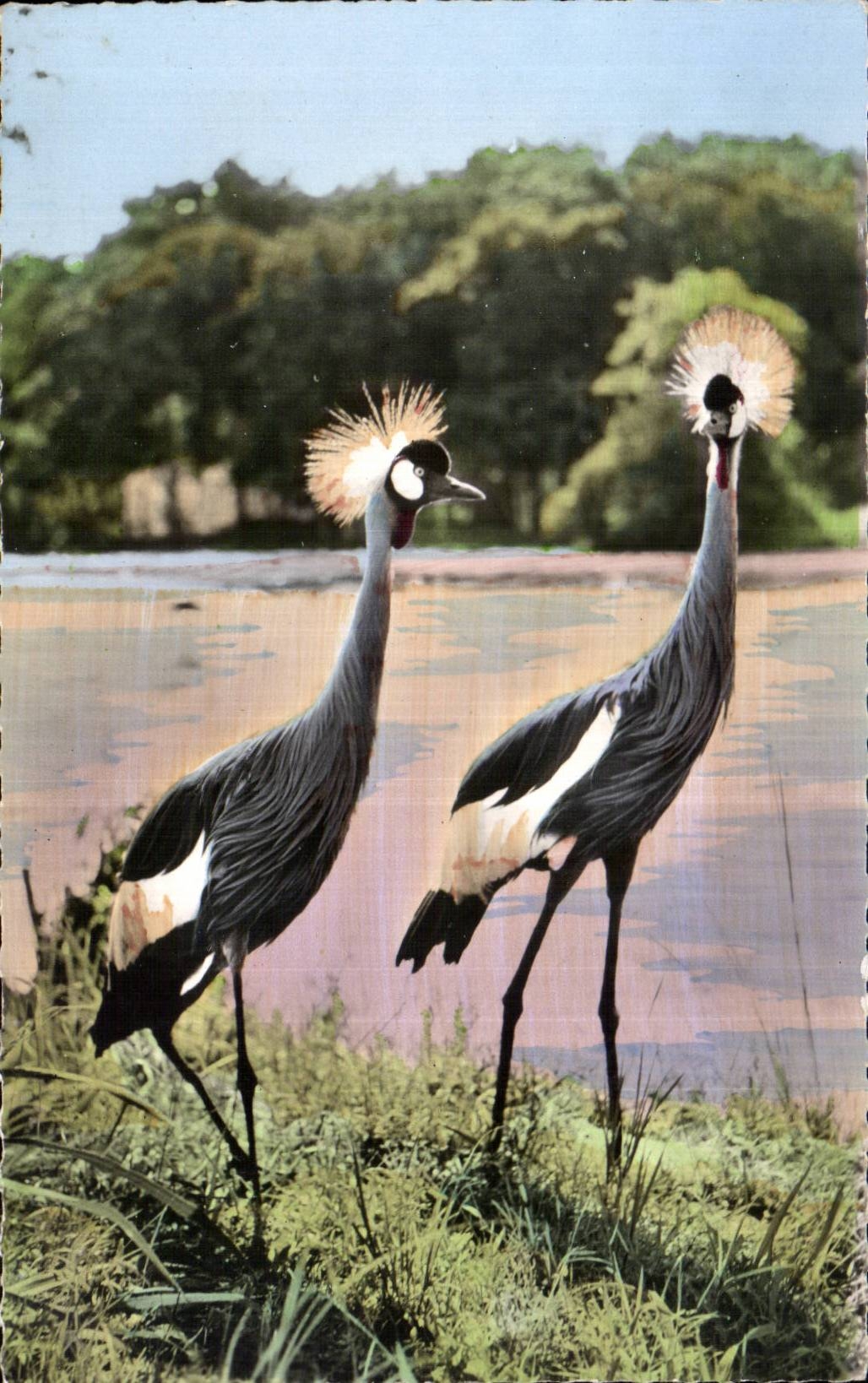 Animaux et Faune - Faune Africaine - Grues Couronnees - CPA 