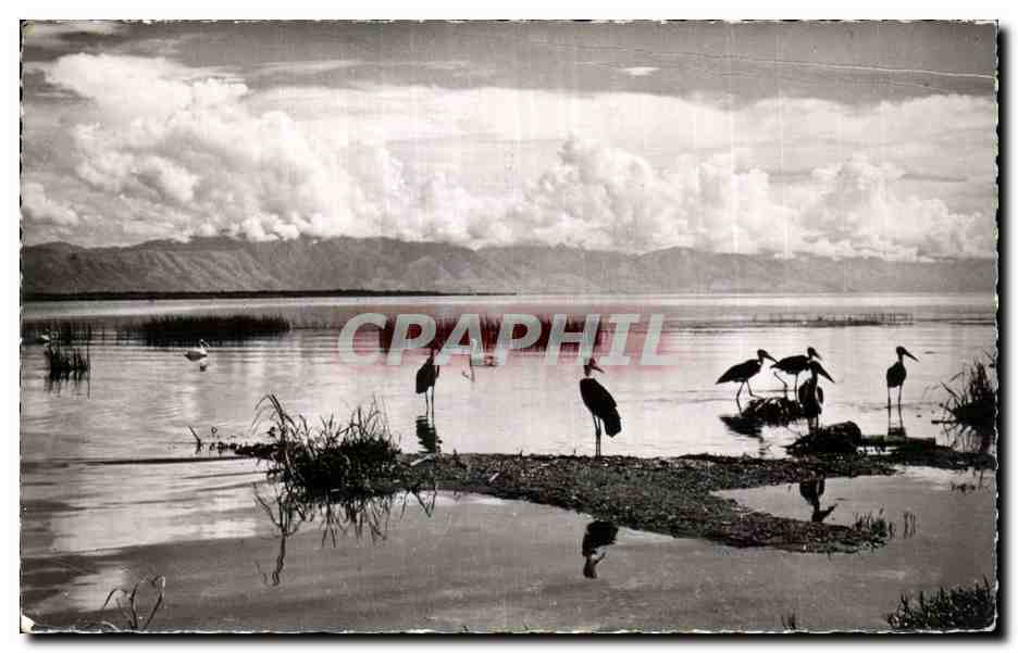 Afrique - Africa - Faune Africaine - Marobouts noirs et pelicans sur les bords d un lac - CPA