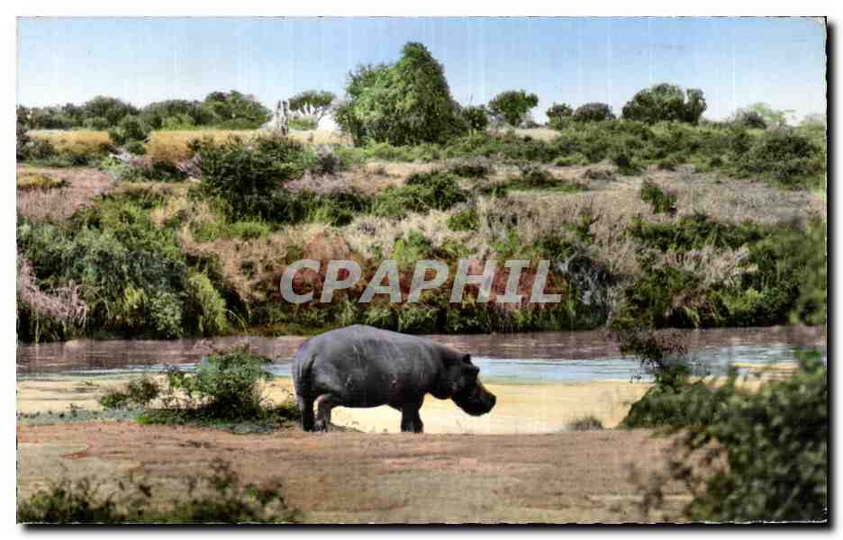 Hippopotame — Afrique — Photo CPAPHIL n°2308