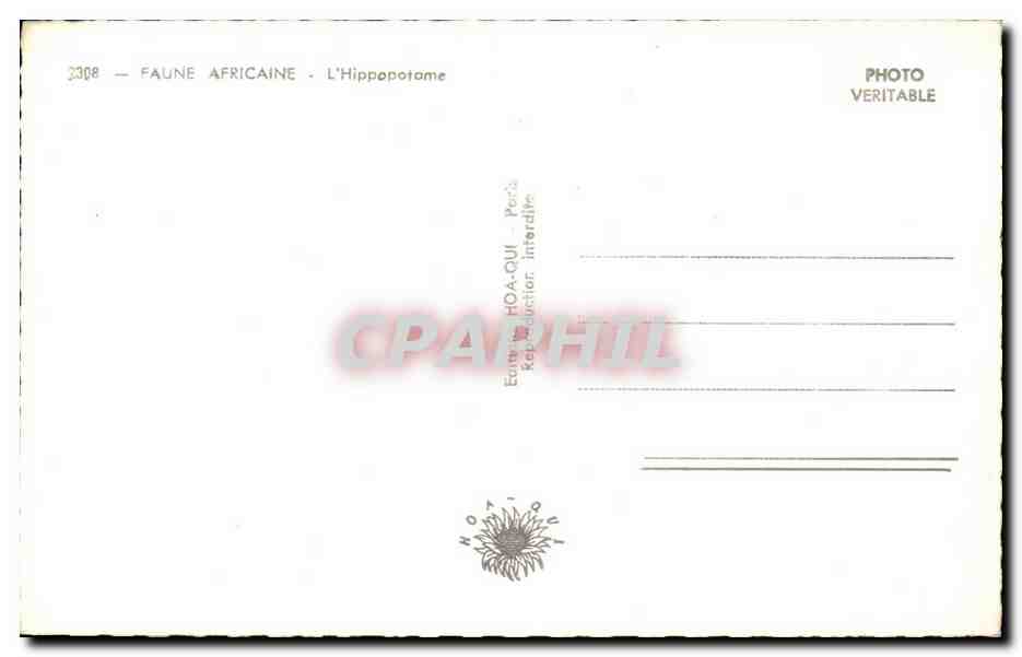 Hippopotame — Afrique — Photo CPAPHIL n°2308 — Reverso