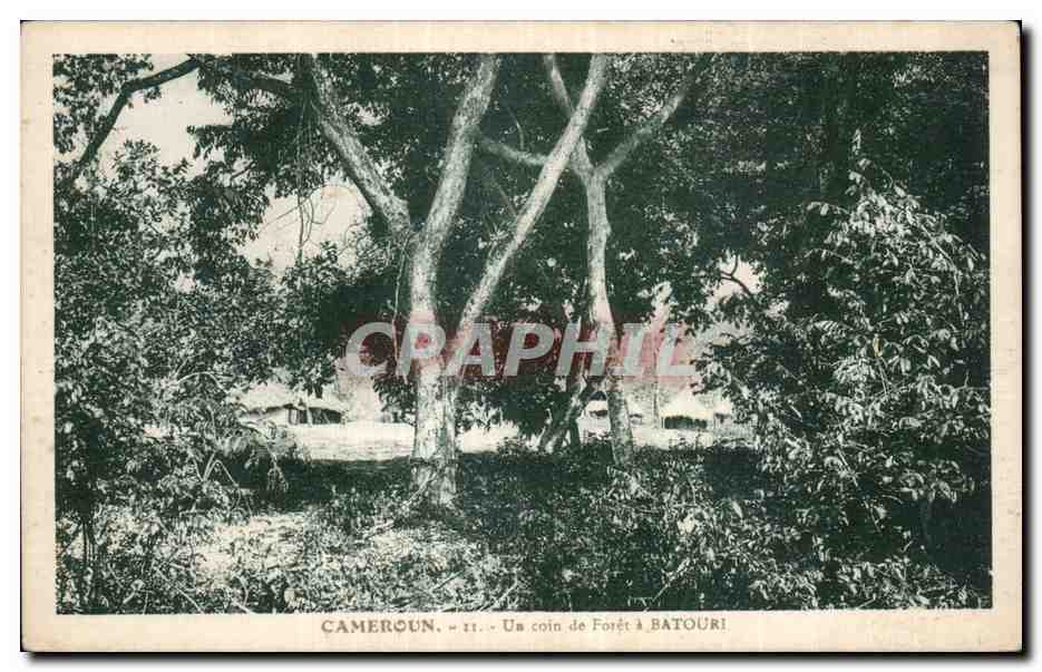 Afrique - Africa - Cameroun - Un coin de Foret a Batouri - CPA 