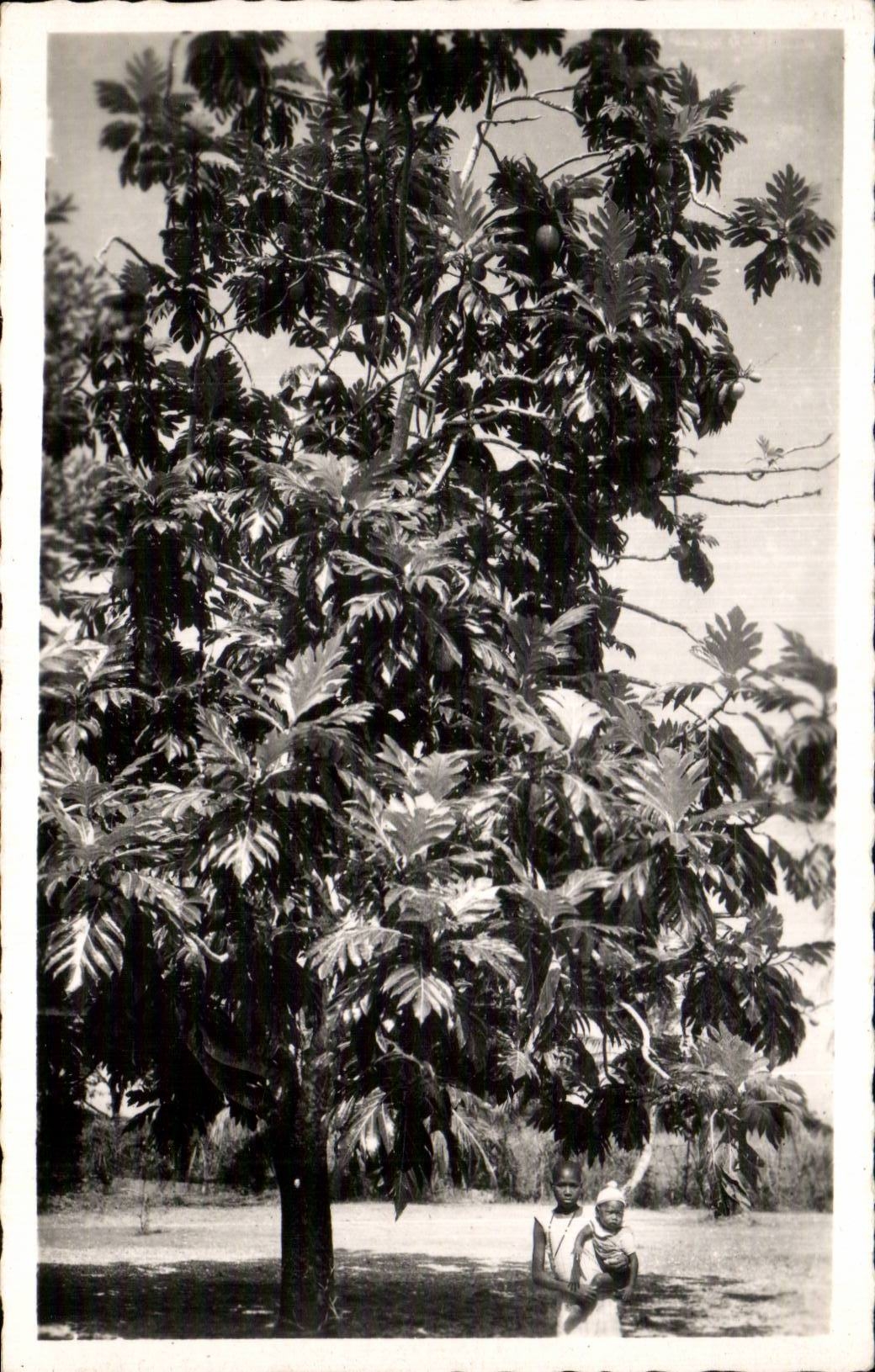 Arbre à pain — Afrique de l'Ouest — CPA n°93