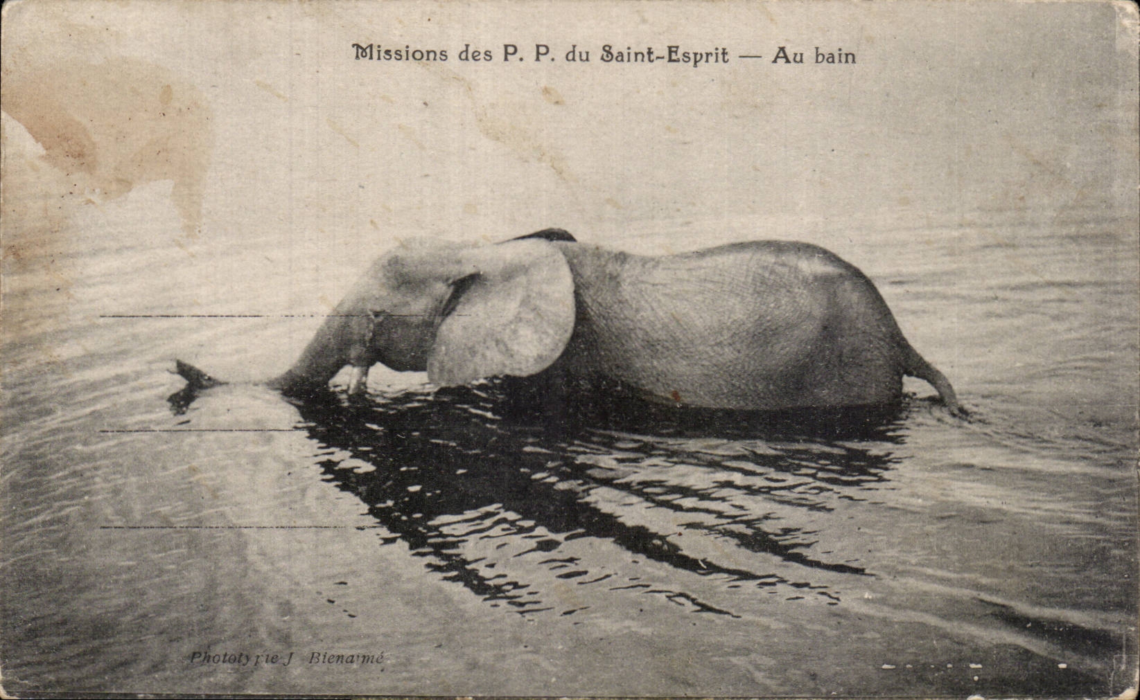 CPA Missions des PP du Saint Esprit Au bain elephant 