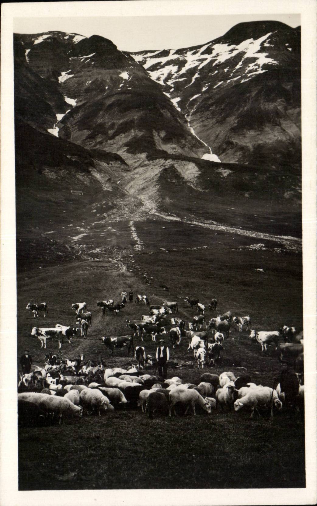 Mégeve — Sous les Crêtes du Mont-Joly — Troupeaux à l'Alpage