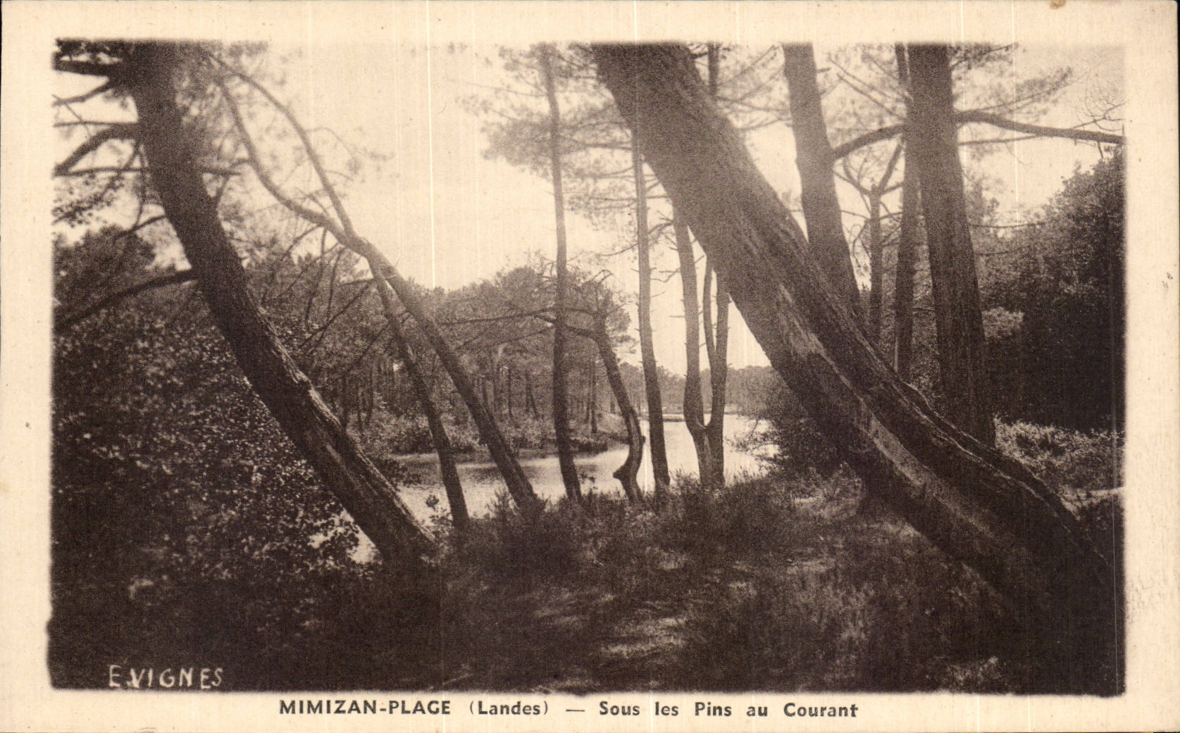 Mimizan Plage - Sous les Pins au Courant - CPA 