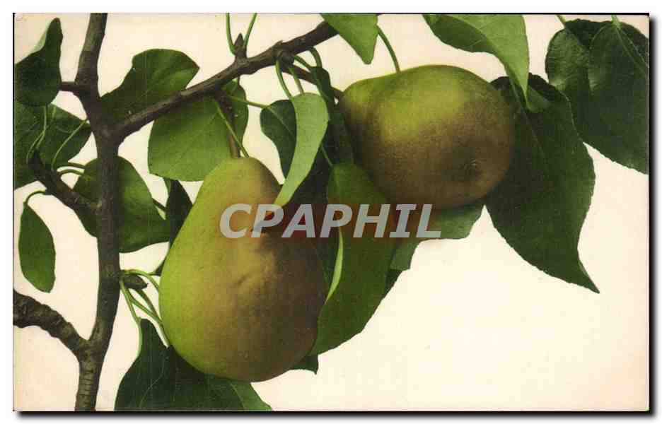 Fleurs pears - poire - birne - CPA 