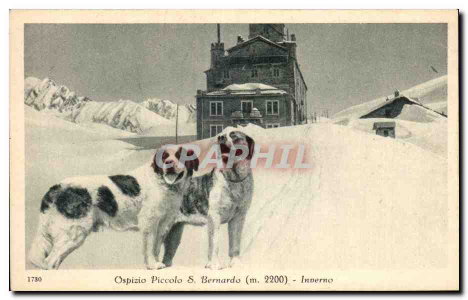 Ospizio Piccolo S Bernardo - Inverno - chien - dog - CPA 