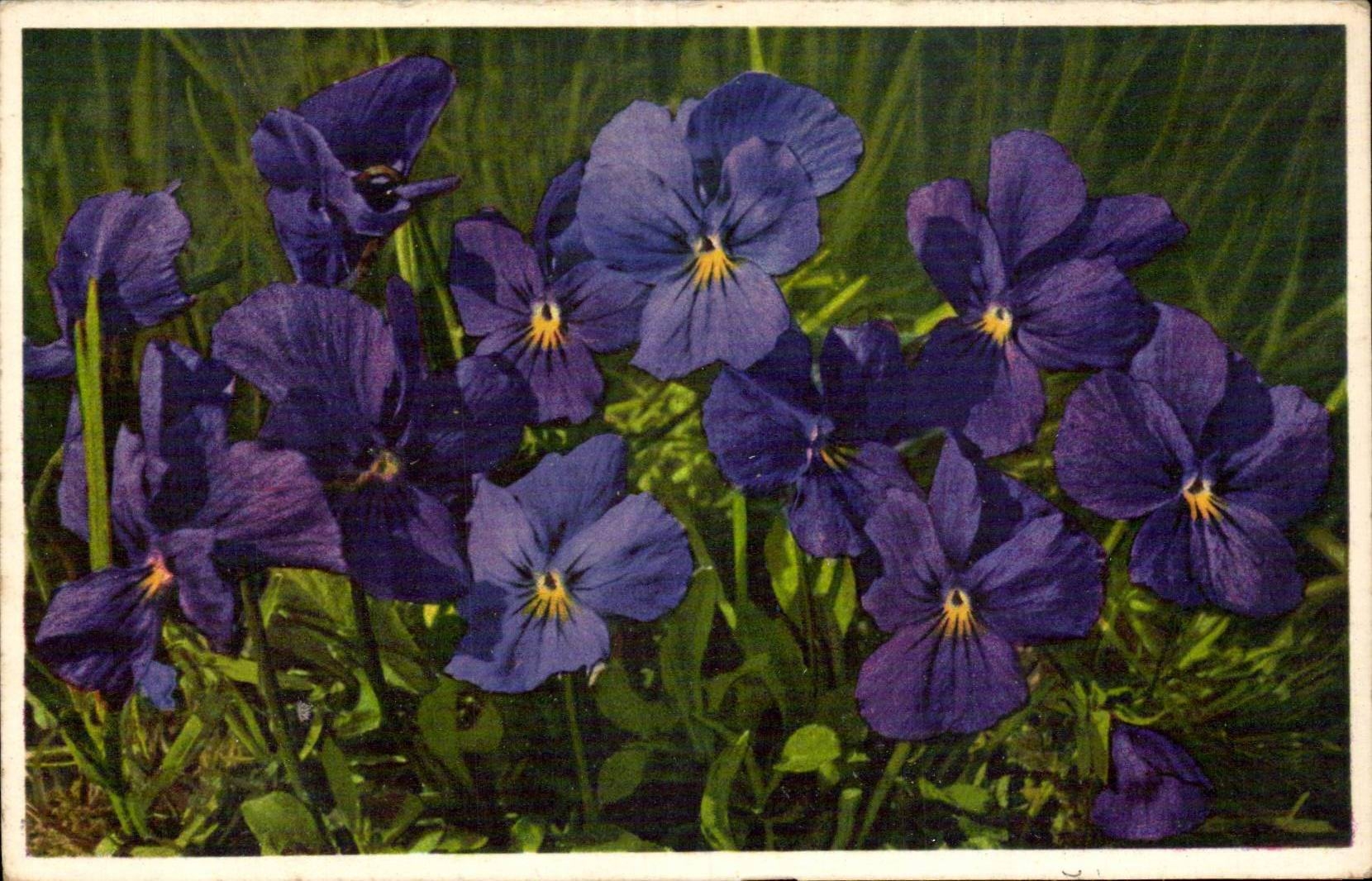 CPA Fantaisie Fleurs Viola calcarata