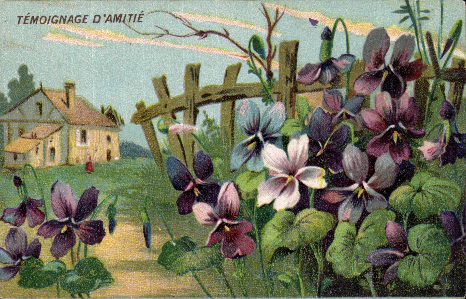 Violettes en fleur — Témoignage d'amitié — Union postale universelle