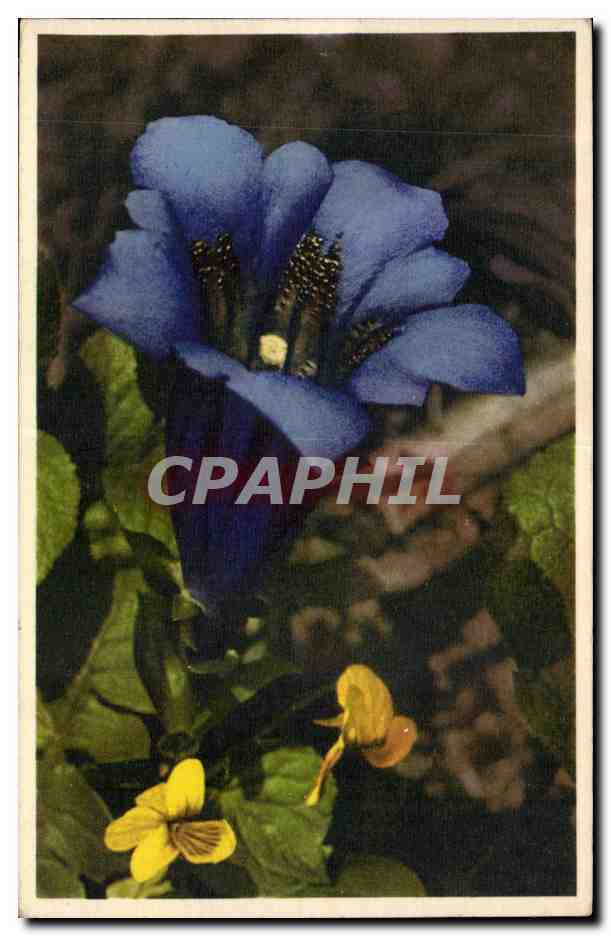 CPA Fantaisie Fleurs Gentiana Kochlana 