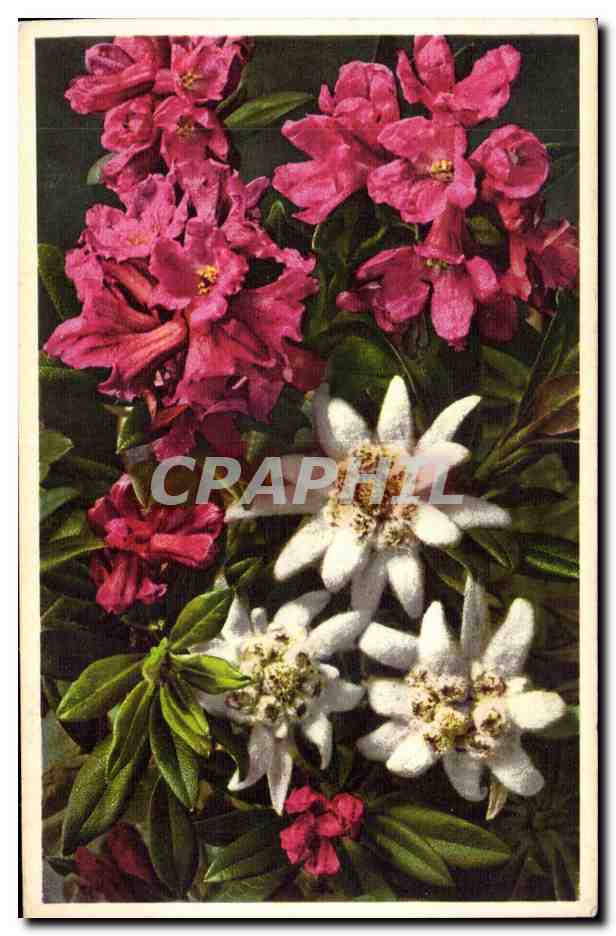 CPA Fantaisie Fleurs Rhododendron