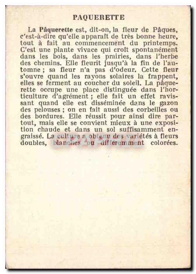 Fleurs Paquerette - CPA  — Rückseite