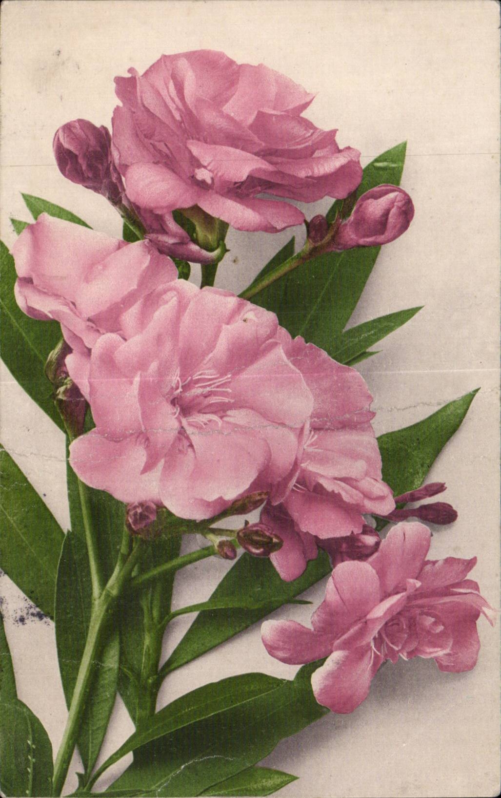 Fleurs Rose - CPA 