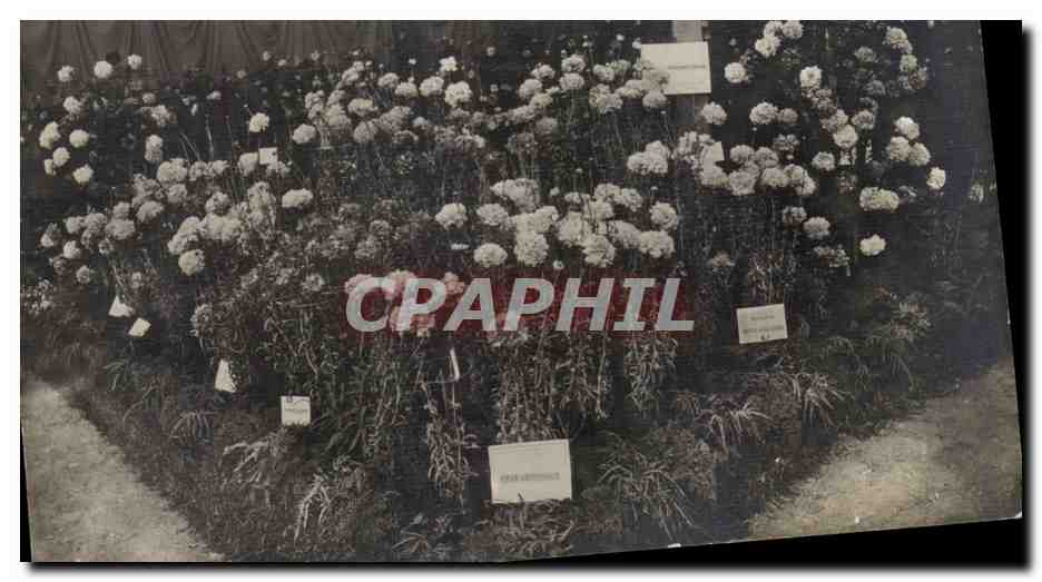 Fleurs Jardin - Garden - CPA 