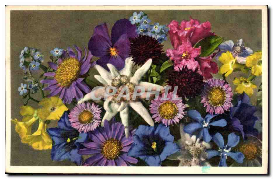 Fleurs - Alpenblumen Fleurs des alpes - CPA 