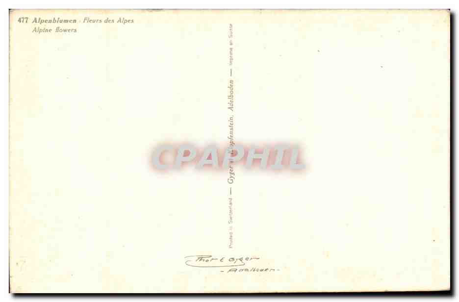 Fleurs - Alpenblumen Fleurs des alpes - CPA  — Verso