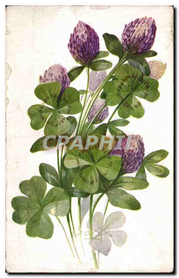 Fleurs trefle - clover - CPA 