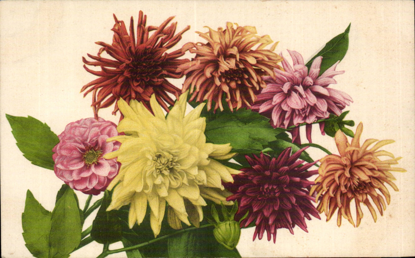 Fleurs Mums - CPA 